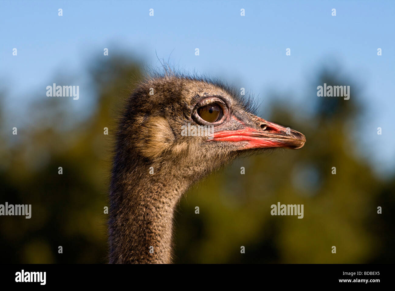 An Ostrich, Struthio camelus, is a large flightless bird native to Africa. Stock Photo