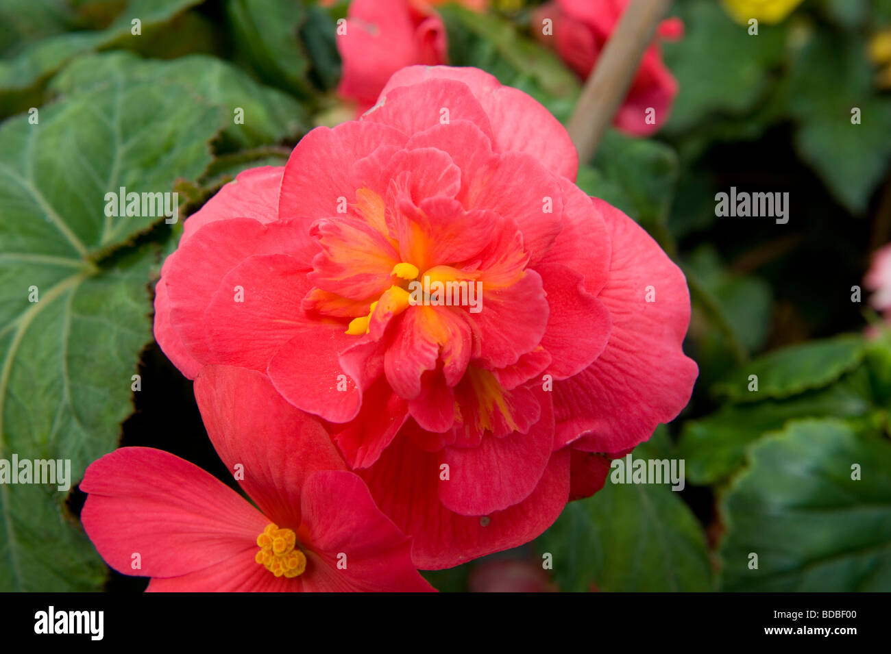 Begonia Illumination Series 'Illumination Orange' bright flower in full bloom Stock Photo