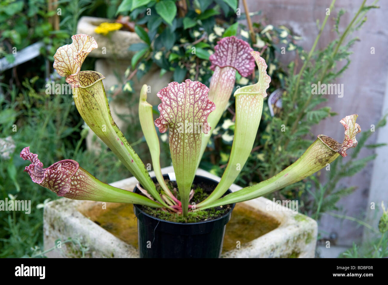Sarracenia hybrid Pitcher plant. A insect catcher Stock Photo