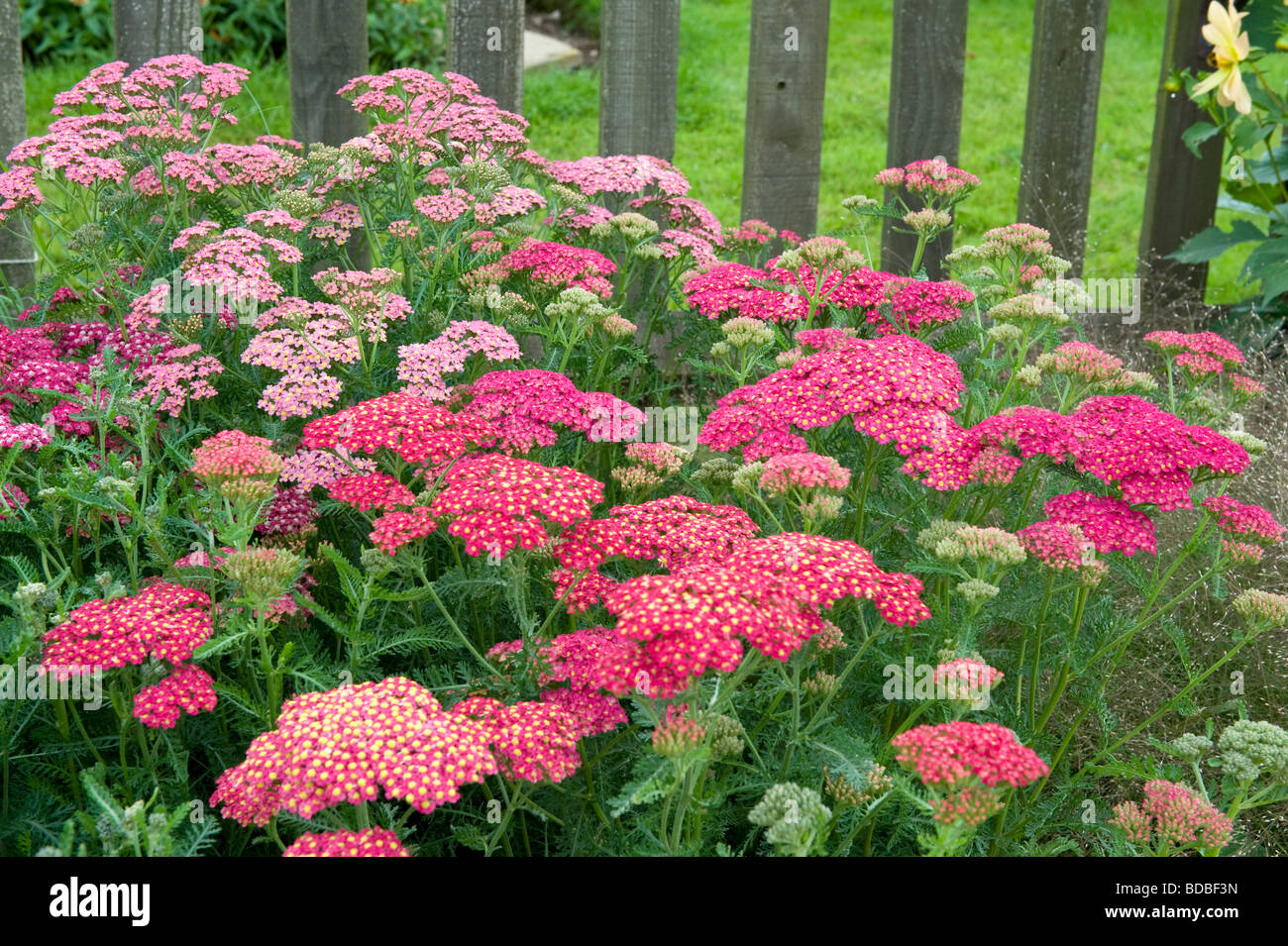 Achillea Yarrow Milfoil Cerise Queen Fanal Clumps of small red deep light pink petal flowers with light colour display centre Stock Photo