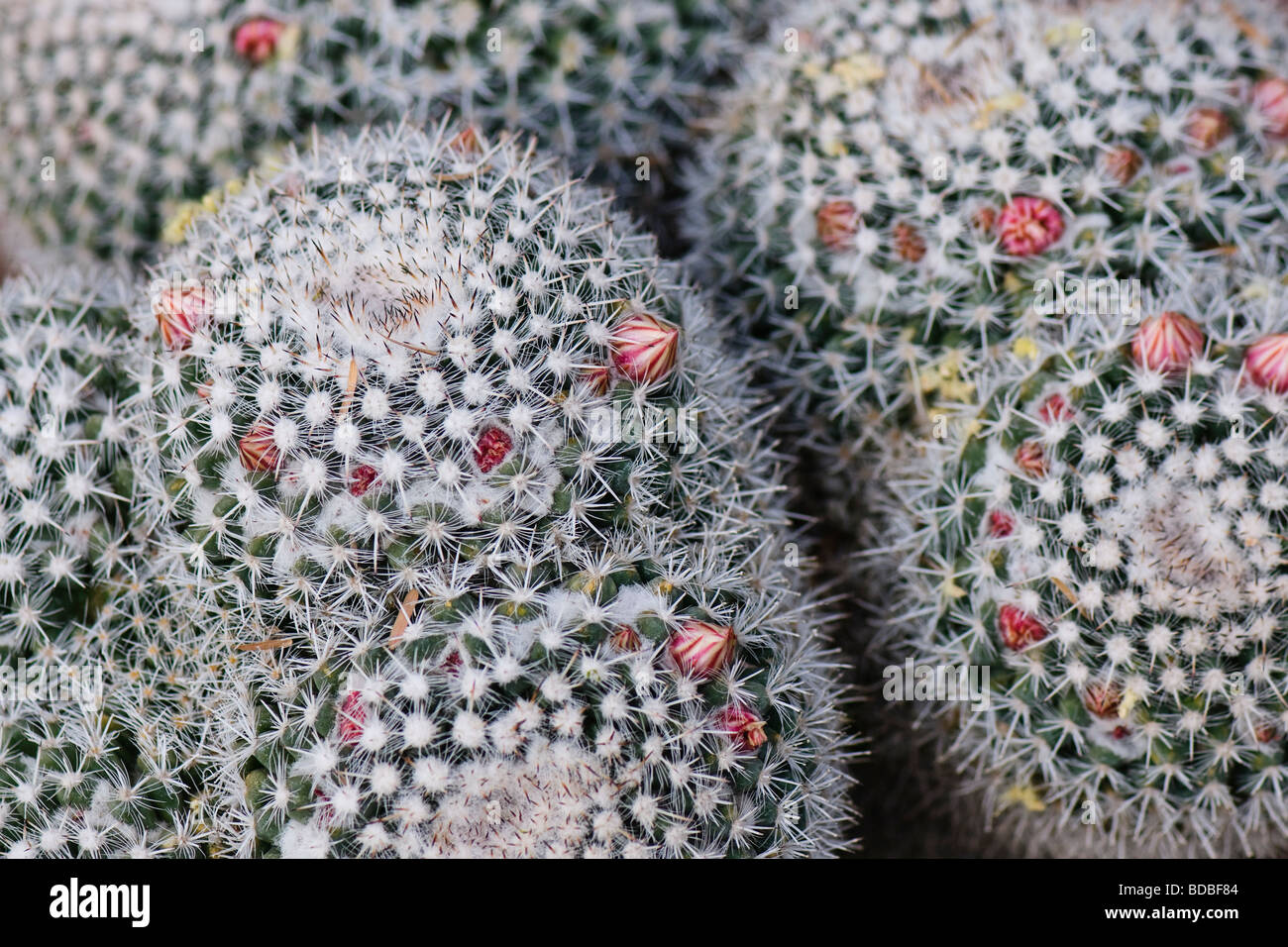 Mammilaria cactus full of flower buds Stock Photo Alamy