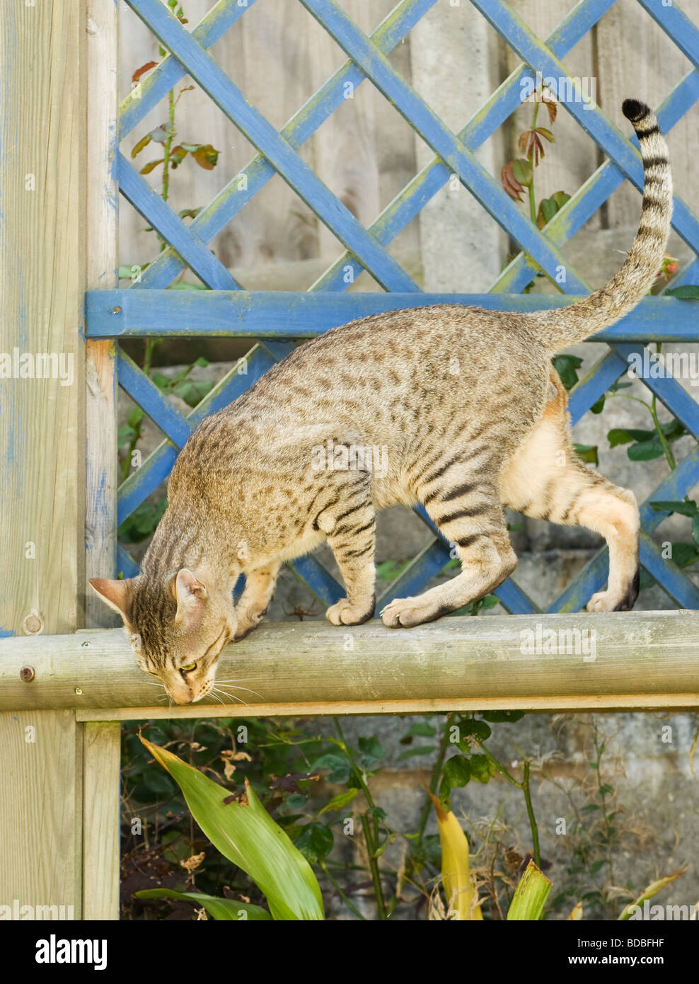 Serengeti cat (Felis catus Stock Photo Alamy