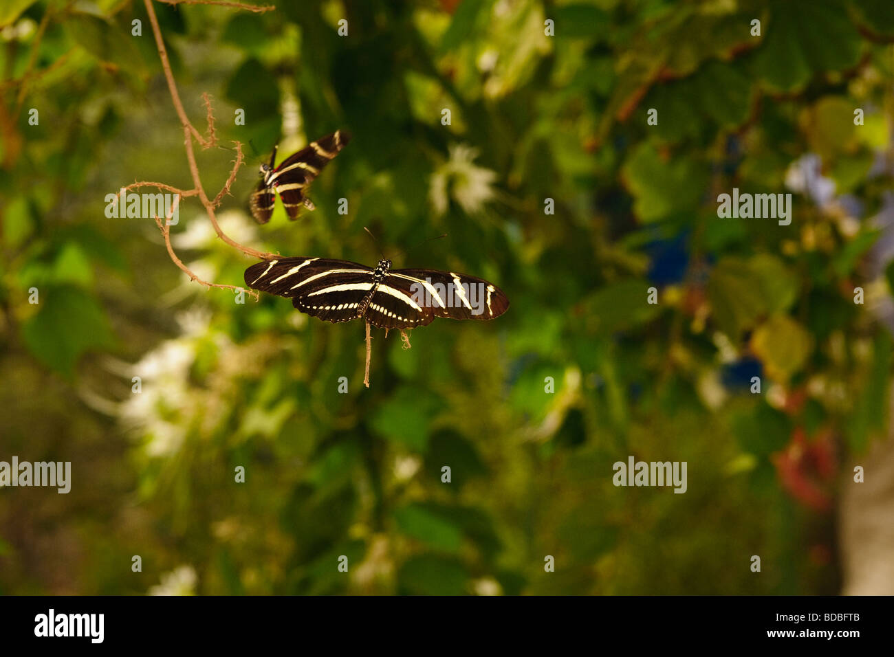 Zebra Longwing landing near a butterfly at rest Stock Photo Alamy