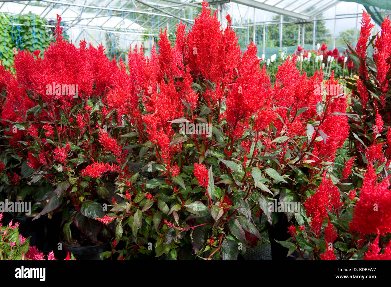 Celosia Prince of Wales Feathers Century Bright feathery red spike