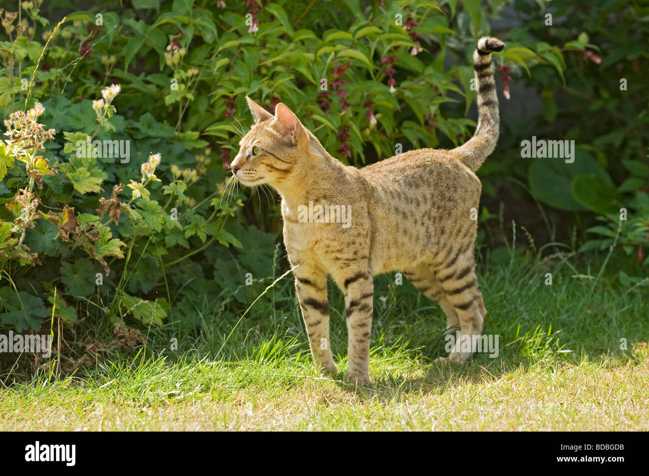 Serengeti cat (Felis catus Stock Photo - Alamy