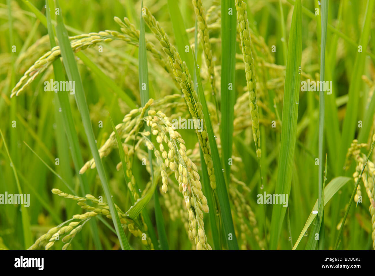 Rice in the paddy at Browns Field farm, Isumi, Chiba Prefecture, Japan, August 8 2009. Stock Photo