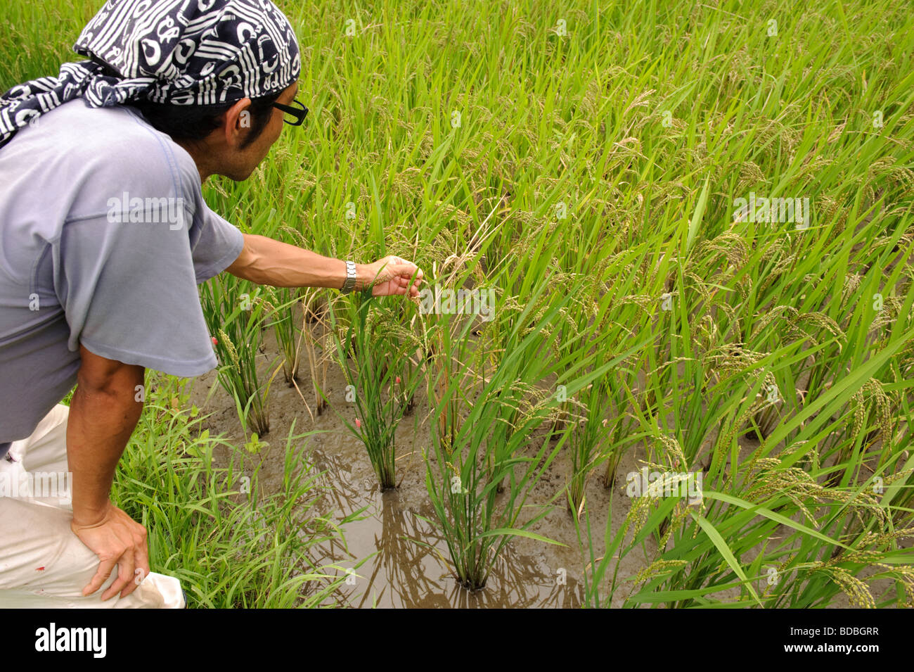 Staff Yosuke Watanuki looks over a rice paddy belonging to Browns Field farm, Isumi, Chiba Prefecture, Japan, August 8 2009. Stock Photo