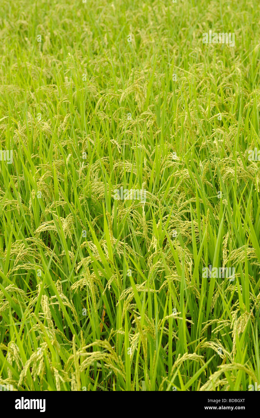 Rice in the paddy at Browns Field farm, Isumi, Chiba Prefecture, Japan, August 8 2009. Stock Photo