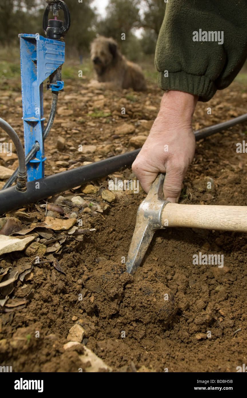Truffle farm. Showing water irrigation system and truffle dog. Truffle