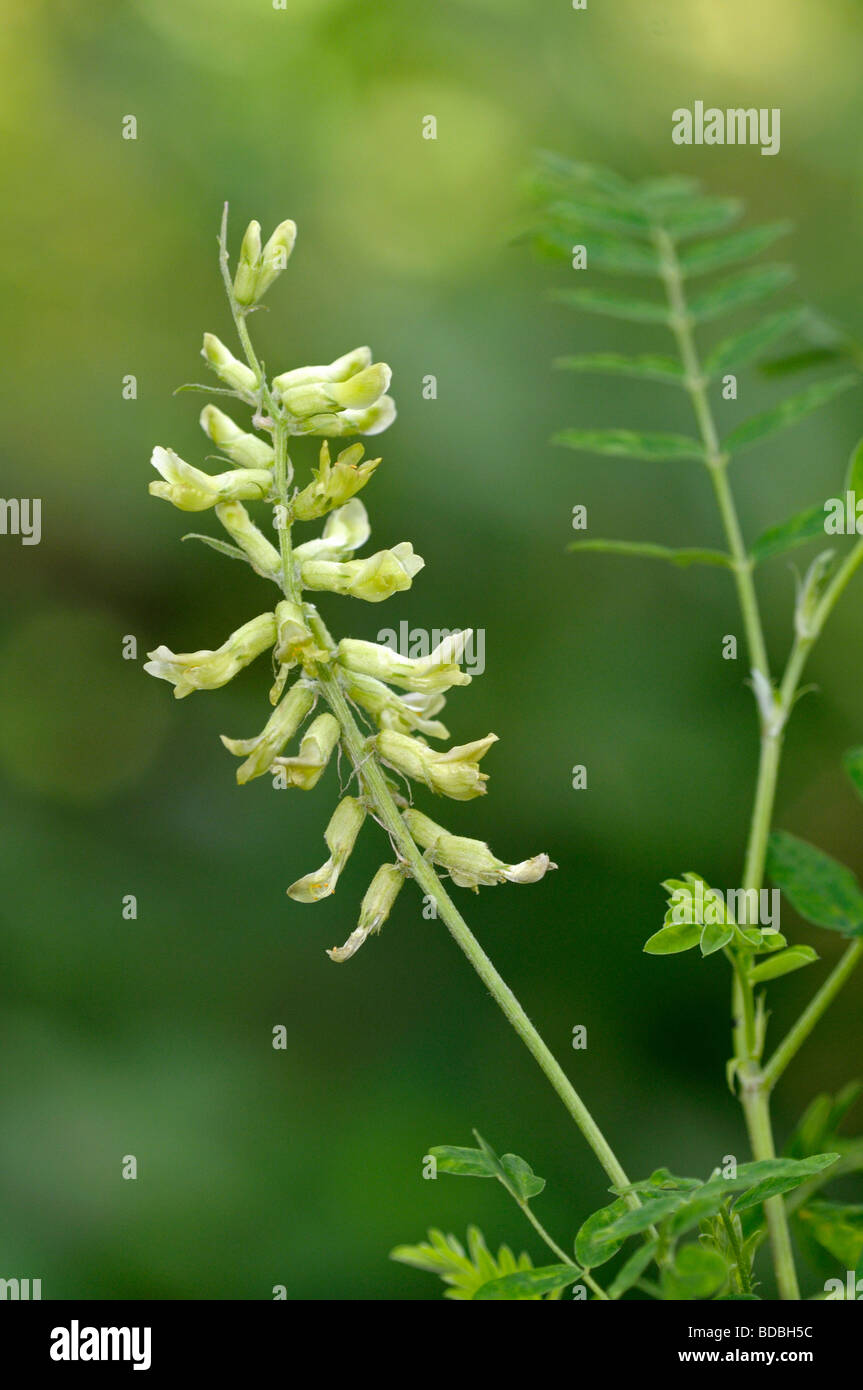 Canadian Milkvetch (Astragalus canadensis). Stem with flower and leaf Stock Photo