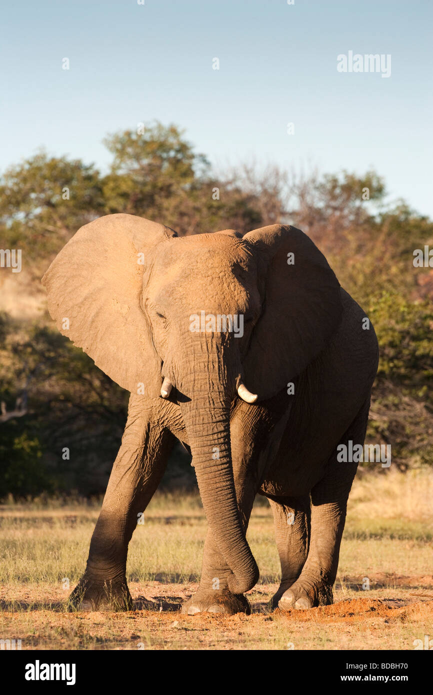 Desert elephant Loxodonta africana Kunene region Namibia Stock Photo