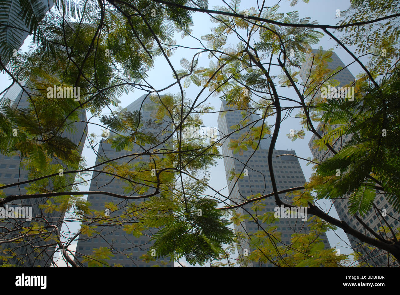 looking up at city skyscrapers through tree branches, Singapore Stock