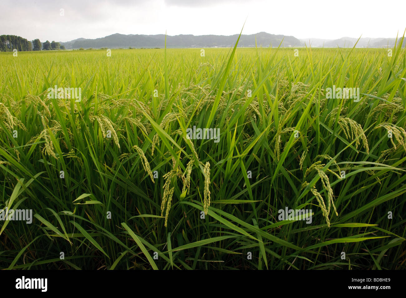 A rice paddy near Browns Field farm, Isumi, Chiba Prefecture, Japan, August 8 2009. Stock Photo