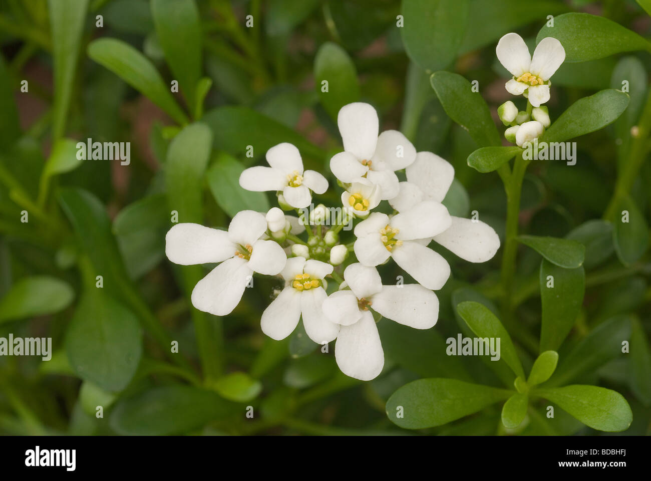 Flowers of Iberis sempervirens, Brassicaceae Stock Photo