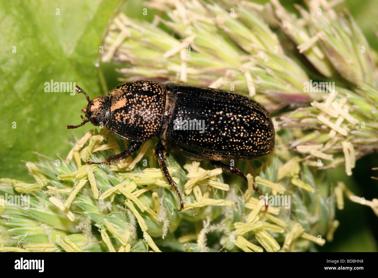 Beetle Sinodendron cylindricum Scarabaeidae female which breeds in dead wood UK Stock Photo
