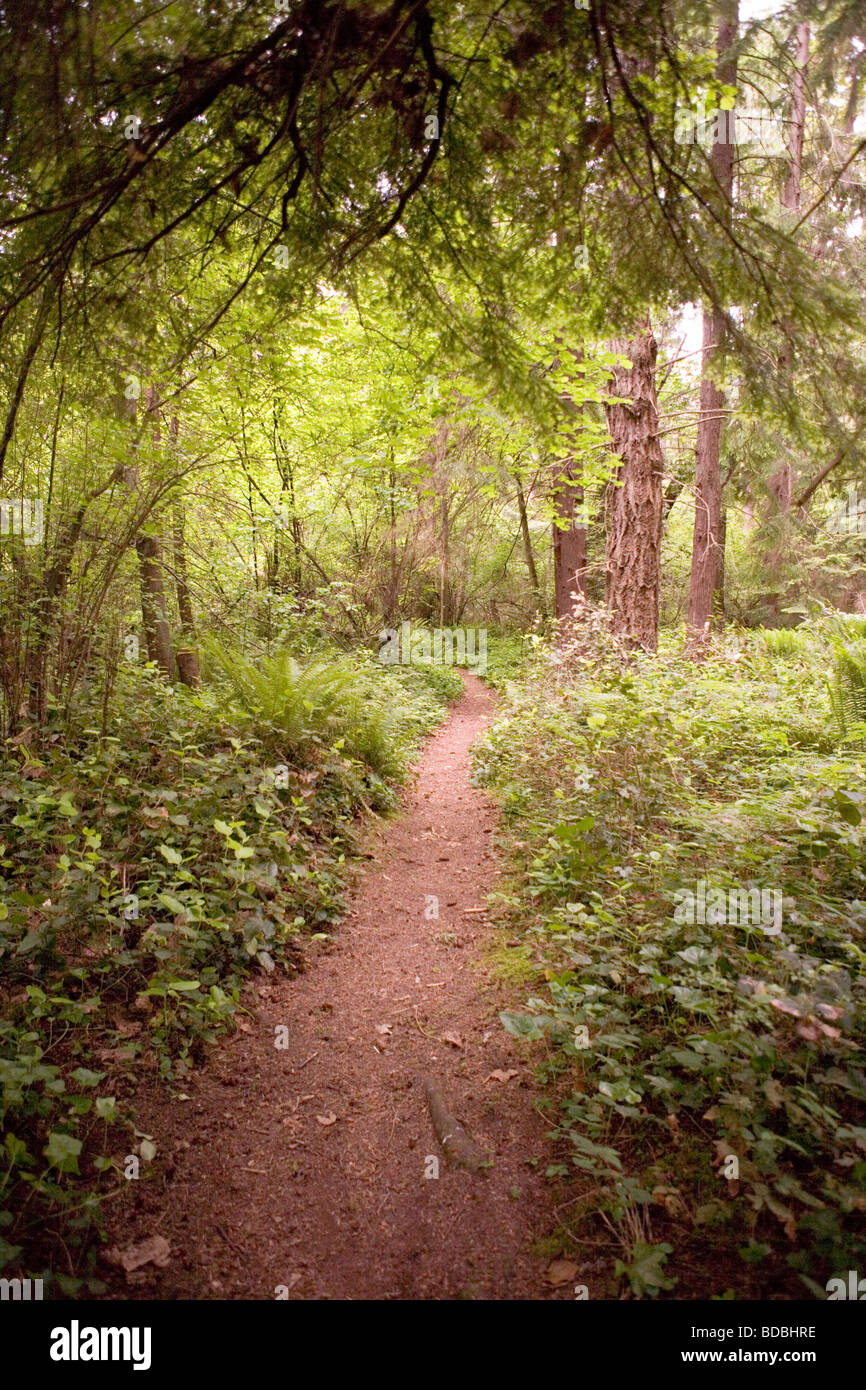 Hiking trail in a rainforest, Vashon Island, Washington state, USA. Stock Photo