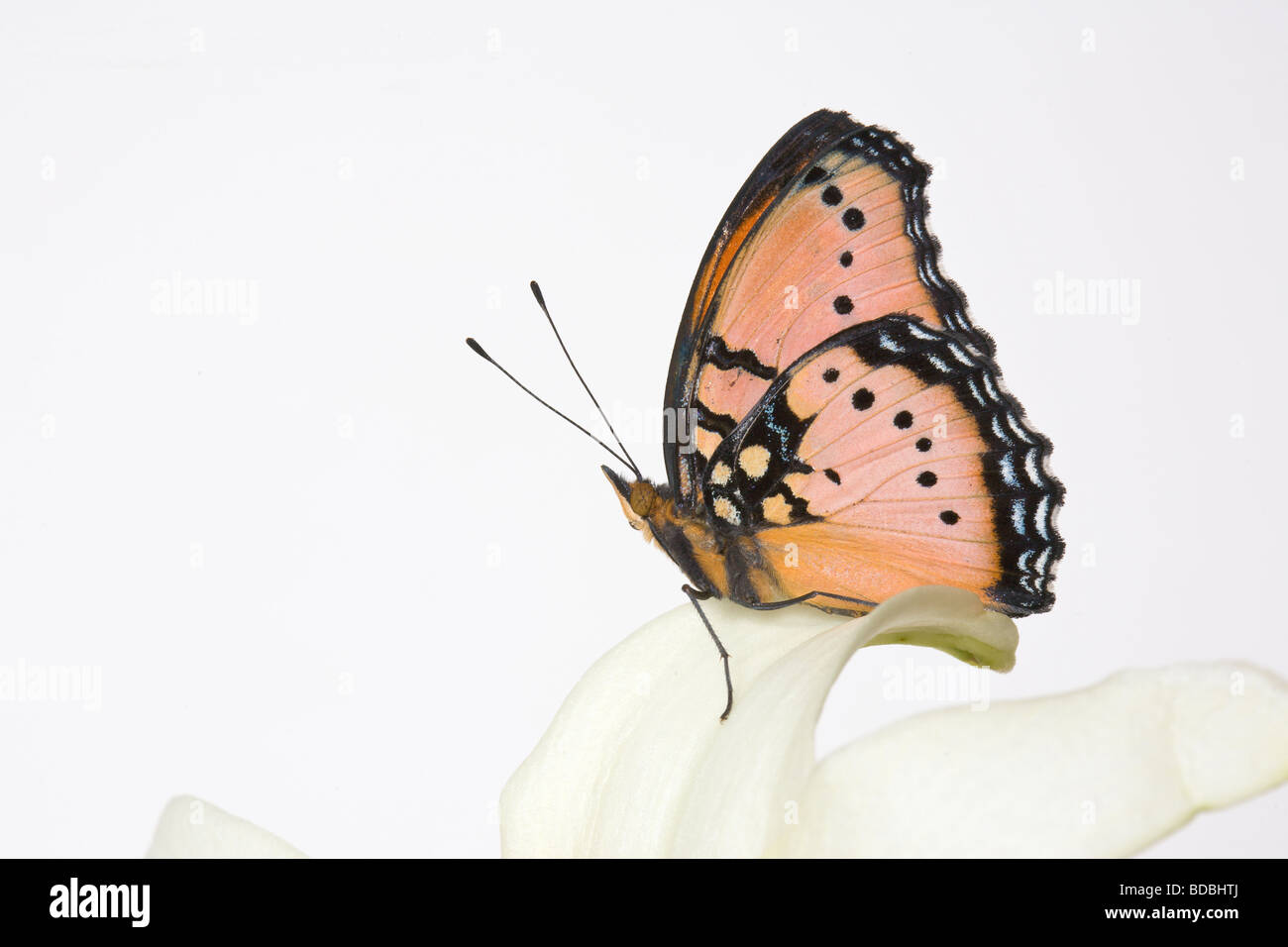 Tropical butterfly on white background Stock Photo