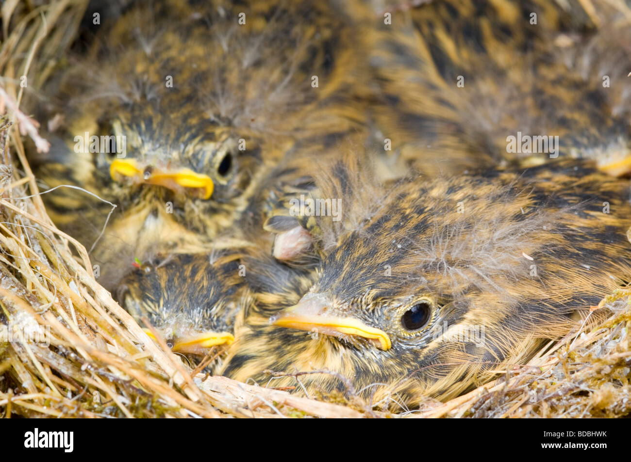 Meadow pipits, Anthus pratensis, young chicks in the nest on a heather moor. Stock Photo