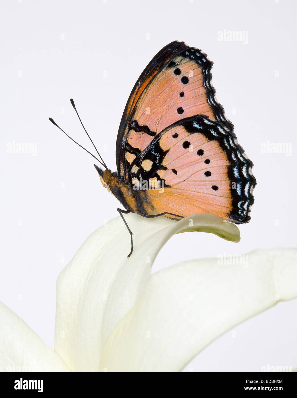 Tropical butterfly on white background Stock Photo