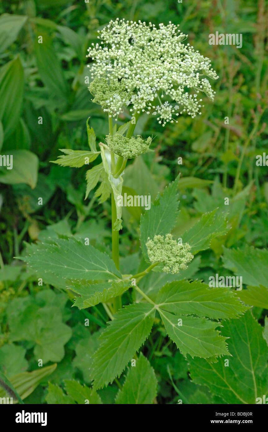 Masterwort Hogfennel (Peucedanum ostruthium), flowering plant Stock Photo