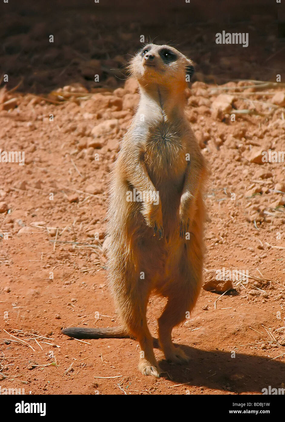 Meerkat standing on two legs hi-res stock photography and images - Alamy Meerkat standing on two legs hi-res stock photography and images - Alamy