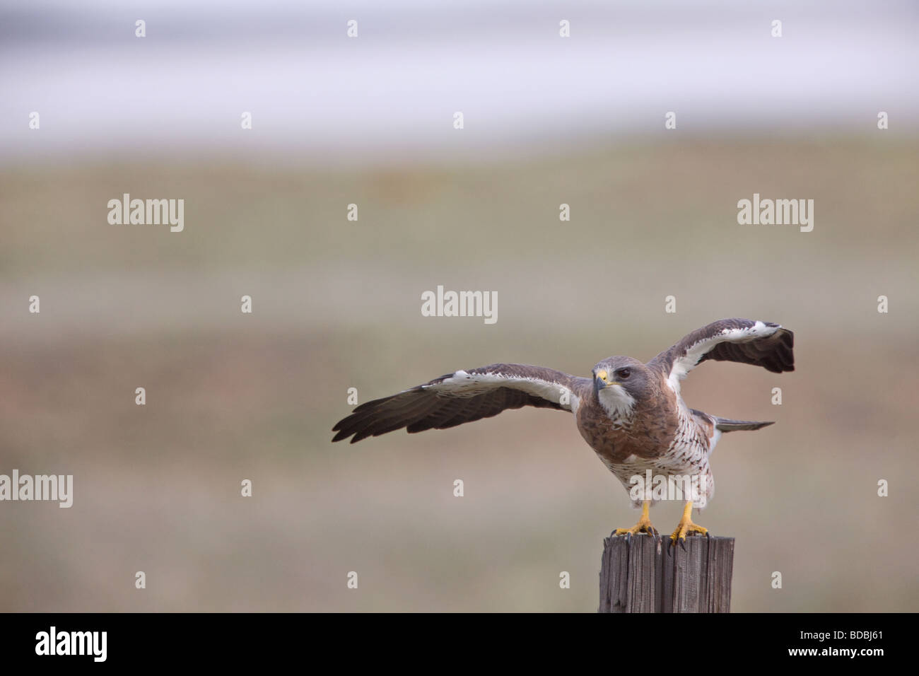 Swainson Hawk in Flight Canada Stock Photo - Alamy