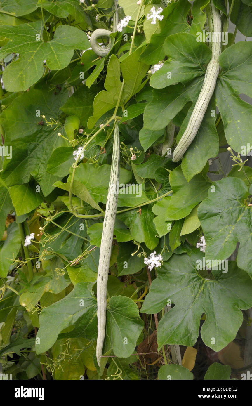 Long Tomato Viper Gourd, Snake Gourd (Trichosanthes cucumerina var. sanguina), plant with flowers and fruit Stock Photo