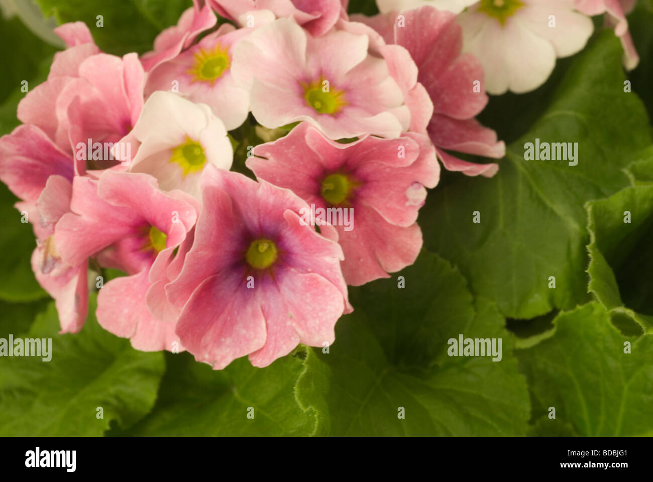 Flowers of Primula obconica 'Twilly Serie', Primulaceae Stock Photo