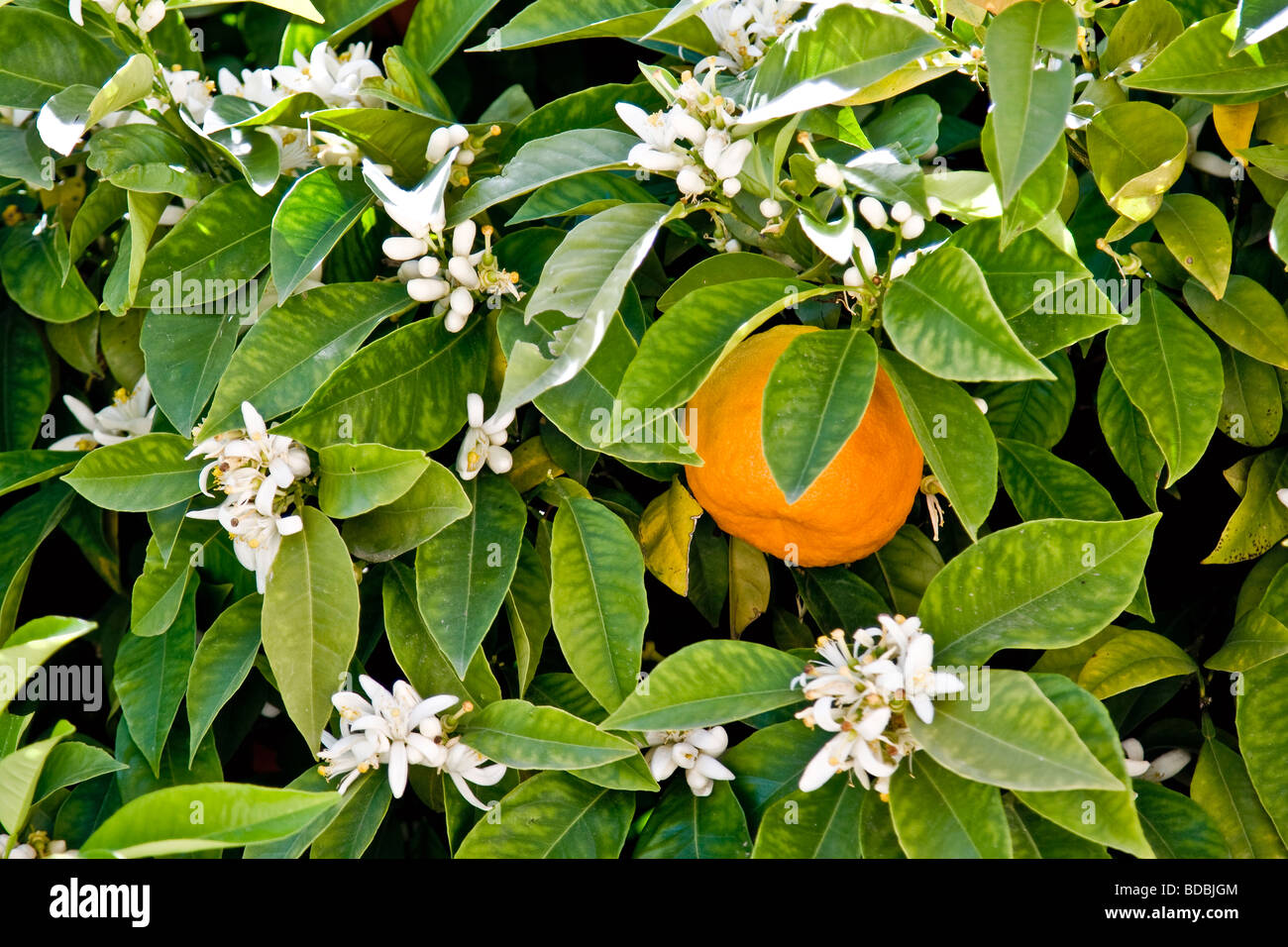 Oranges growing in Seville Stock Photo