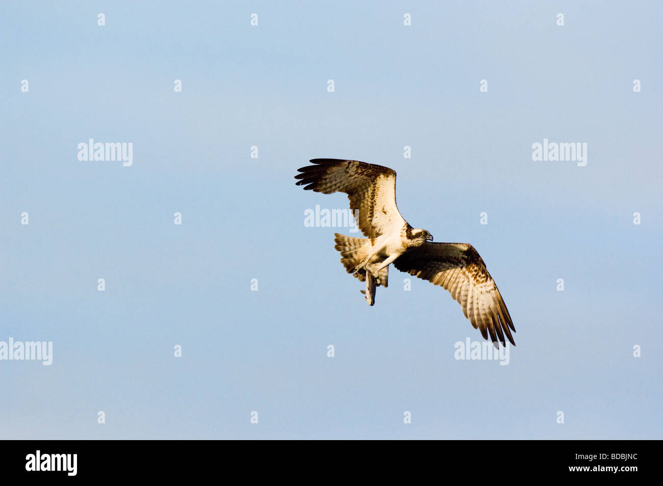 Osprey, Pandion haliaetus, adult flying while carrying a fish (Rainbow trout , Oncorhynchus mykiss) Stock Photo