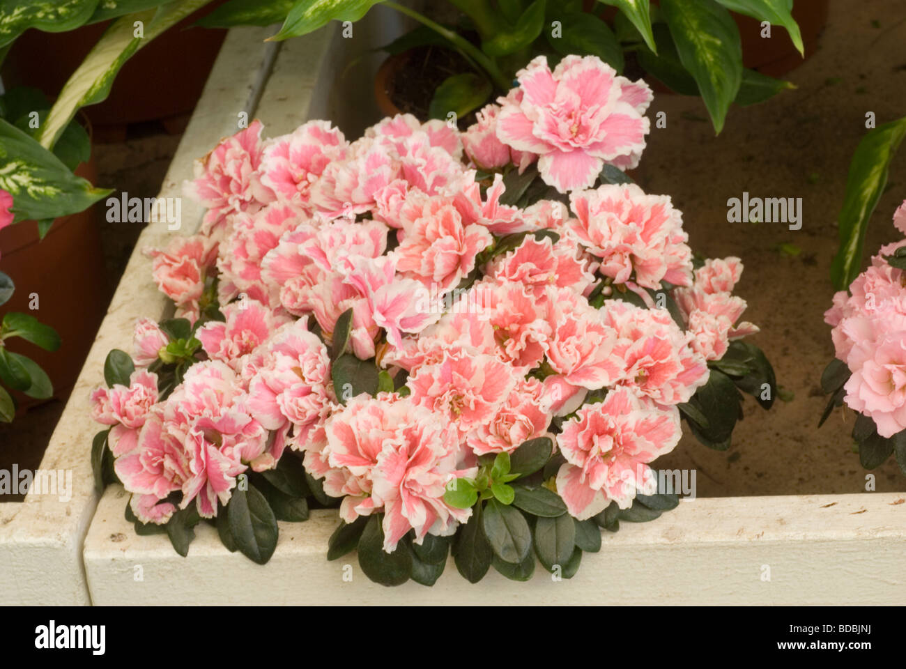 Rhododendron indicum, azalea indica, Ericaceae Stock Photo