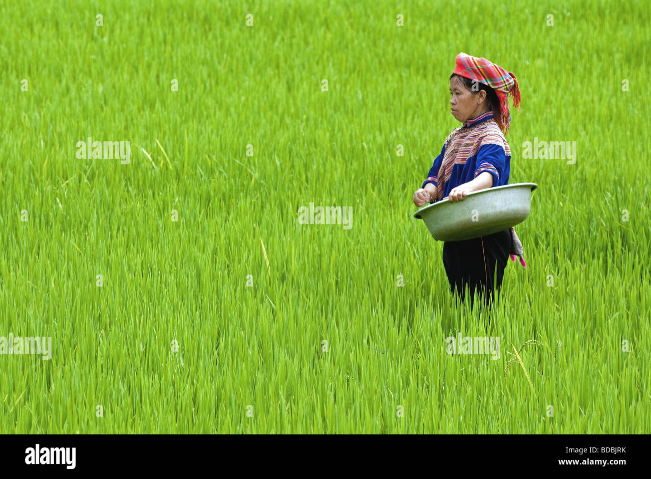 Vietnmaese tribal working in the ricefields near Sapa, North Vietnam Stock Photo