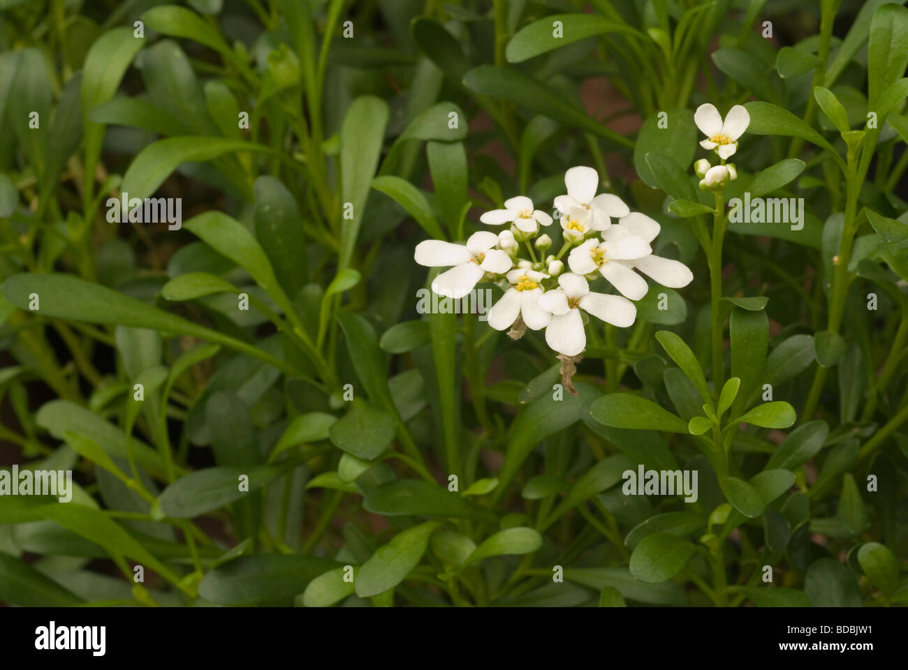 Flowers of Iberis sempervirens, Brassicaceae Stock Photo