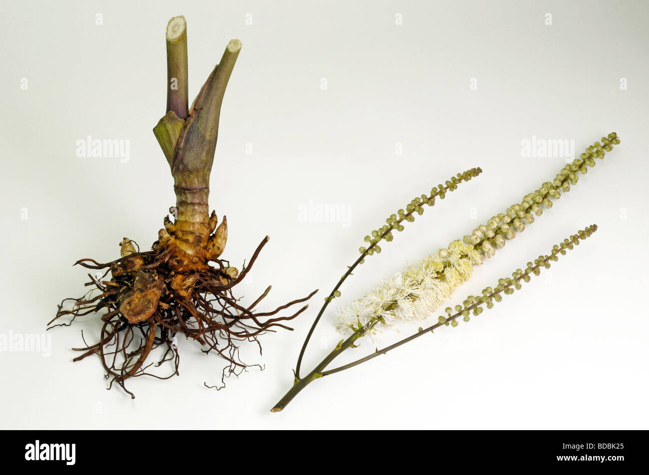 Black Cohosh, Squaw Root, Black Snakeroot (Cimifuga racemosa). Root and