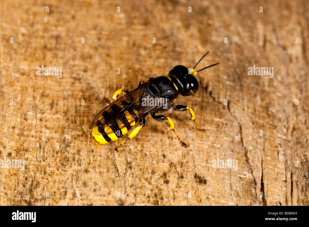 Ectimnius Sexcinctus solitary wasp Stock Photo