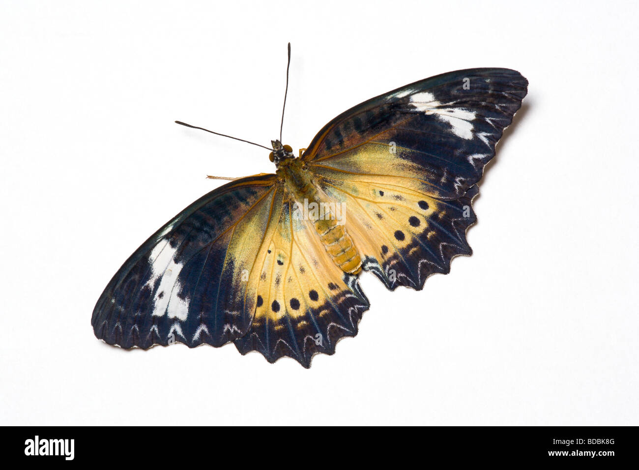 Tropical butterfly on white background Stock Photo