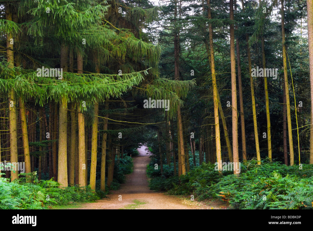 Delamere Forest Cheshire England UK Stock Photo Alamy