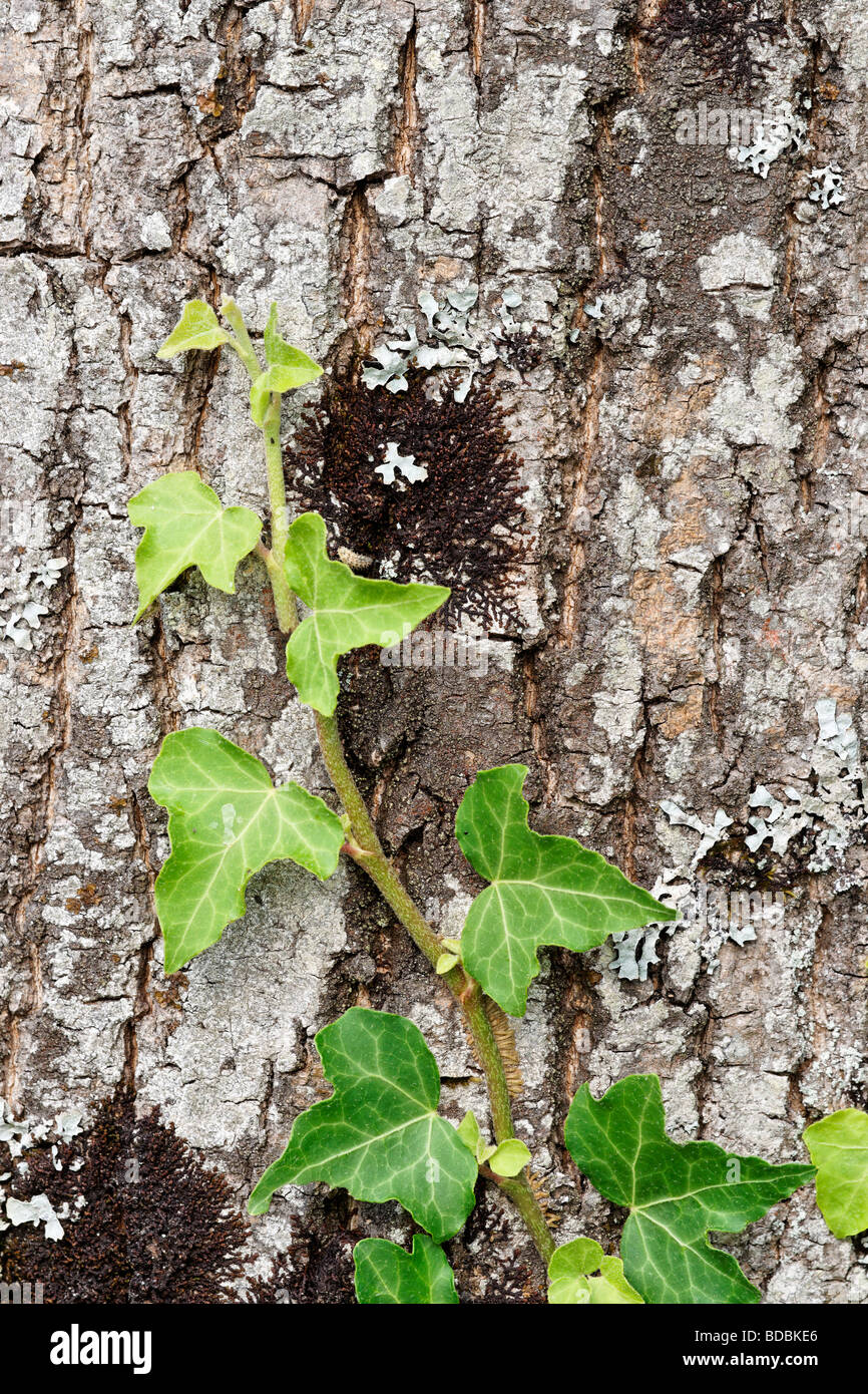 Ivy climbing up a tree trunk Stock Photo