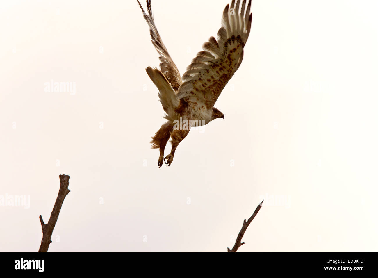 Swainson Hawk in Flight Canada Stock Photo - Alamy