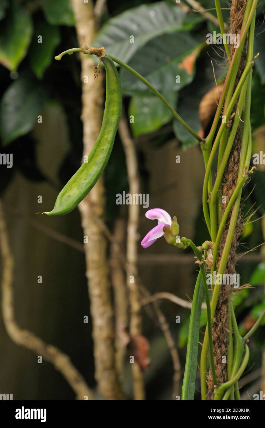 Common Jack-bean (Canavalia ensiformis), flower and pod Stock Photo