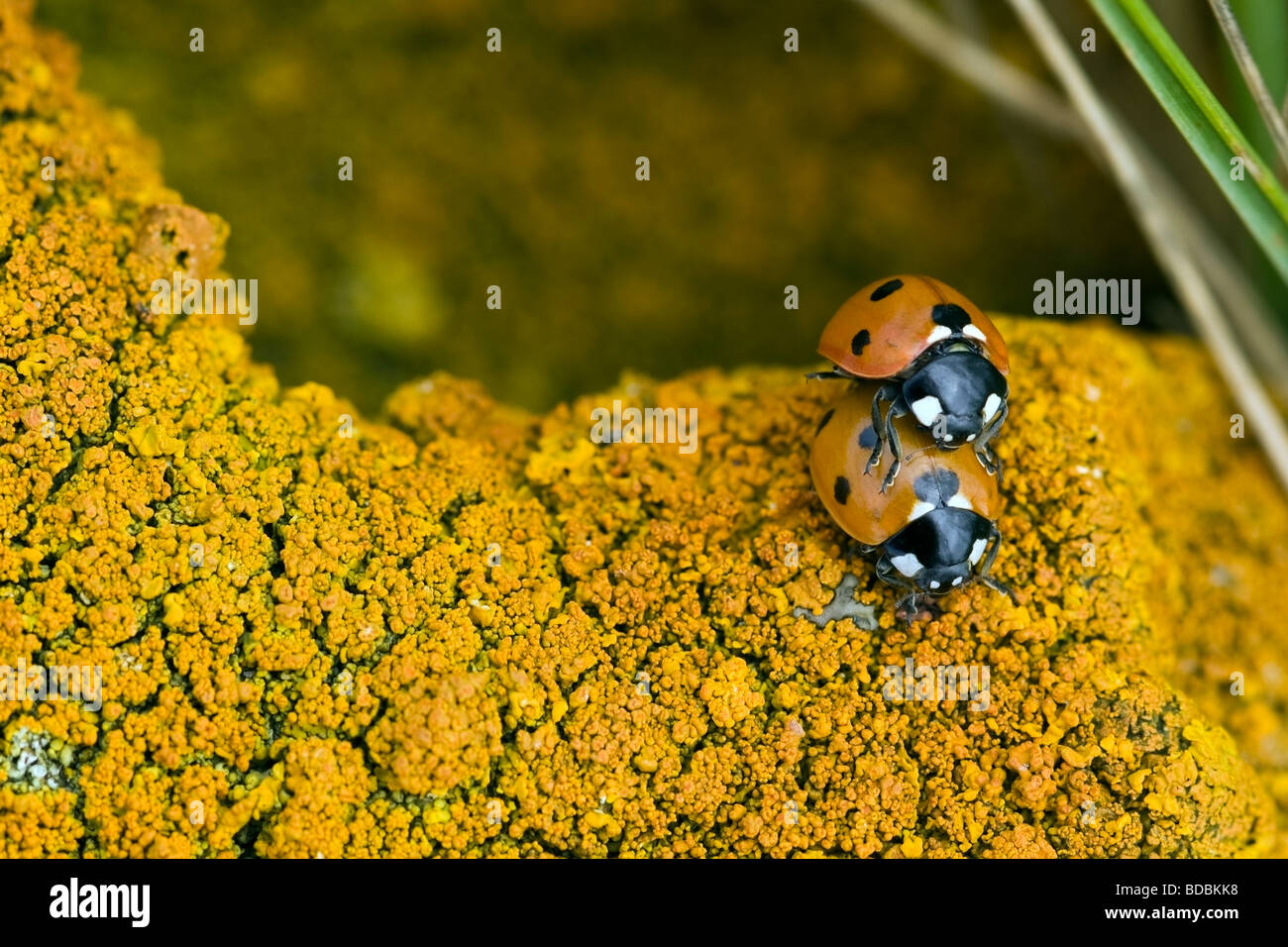 Two 7-spot ladybirds mating on colourful Yellow Scales lichen Stock Photo