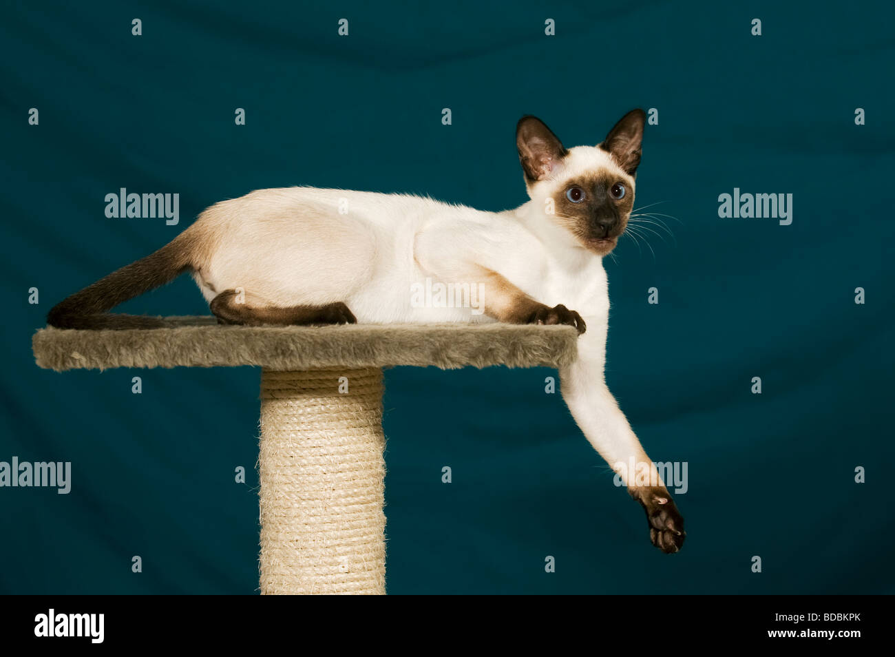 White siamese cat hires stock photography and images Alamy
