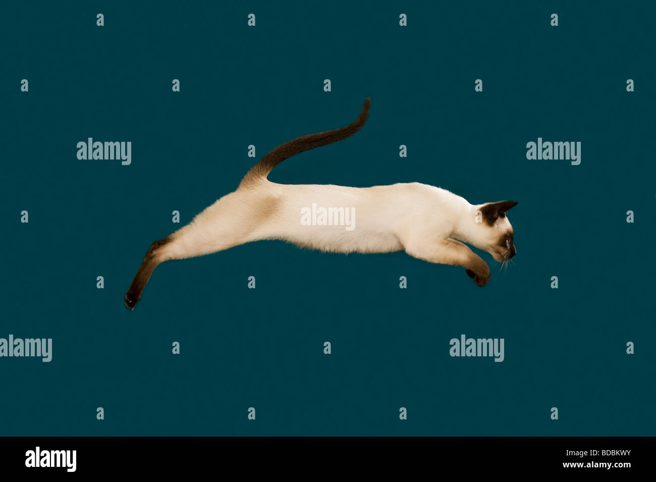 Siamese Cat Jumping Best Cat Wallpaper