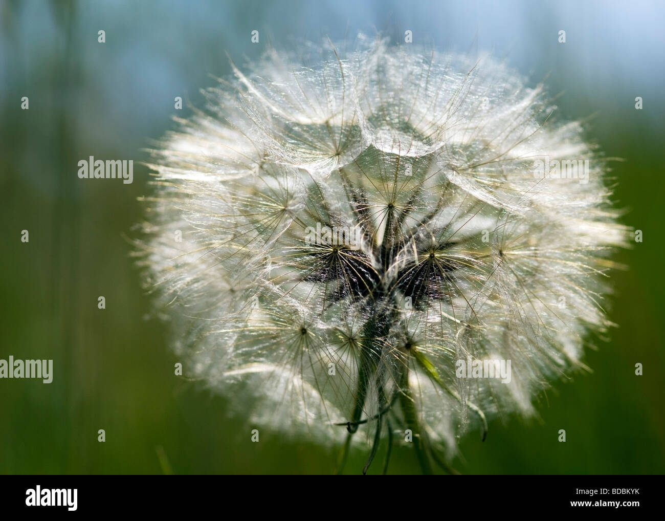 Intricate beauty of a common dandelion clock, Orford, Suffolk, England Stock Photo