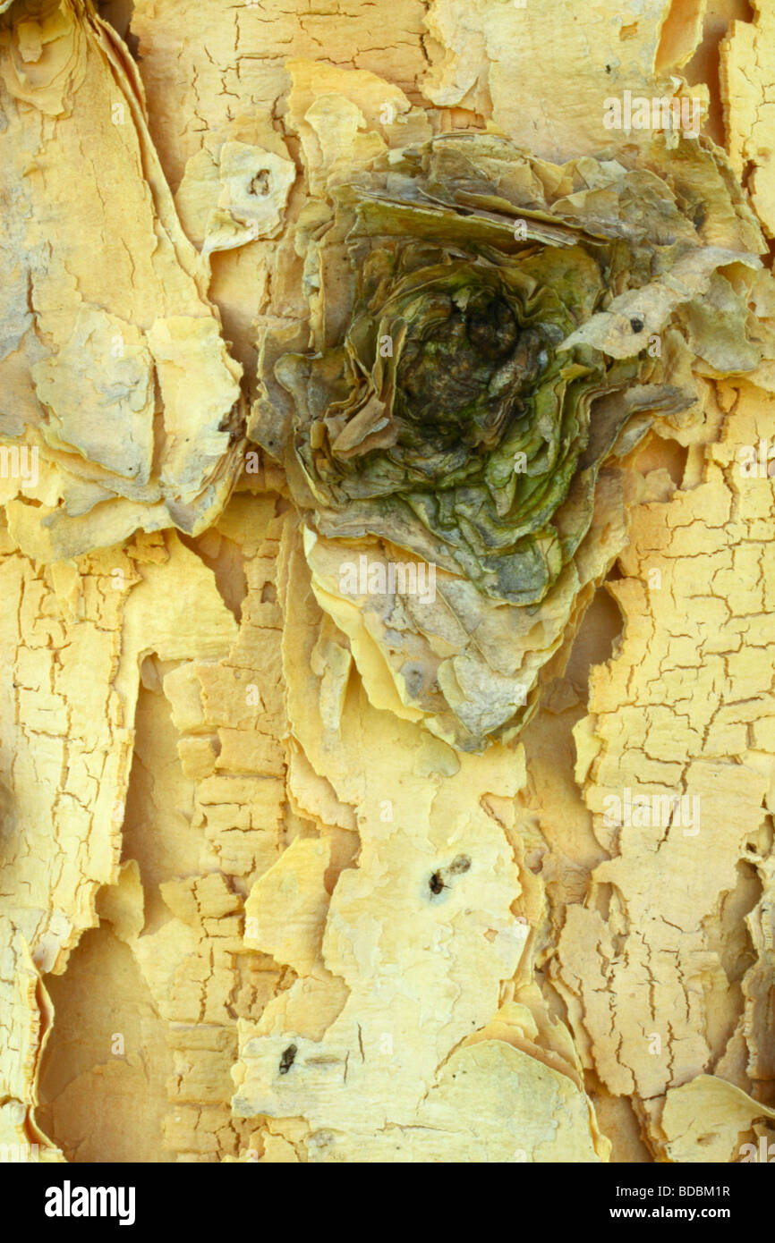 Macro shot of the bark of an Acacia Sieberiana var. woodii (Paperbark thorn), Northwest Province, South Africa Stock Photo