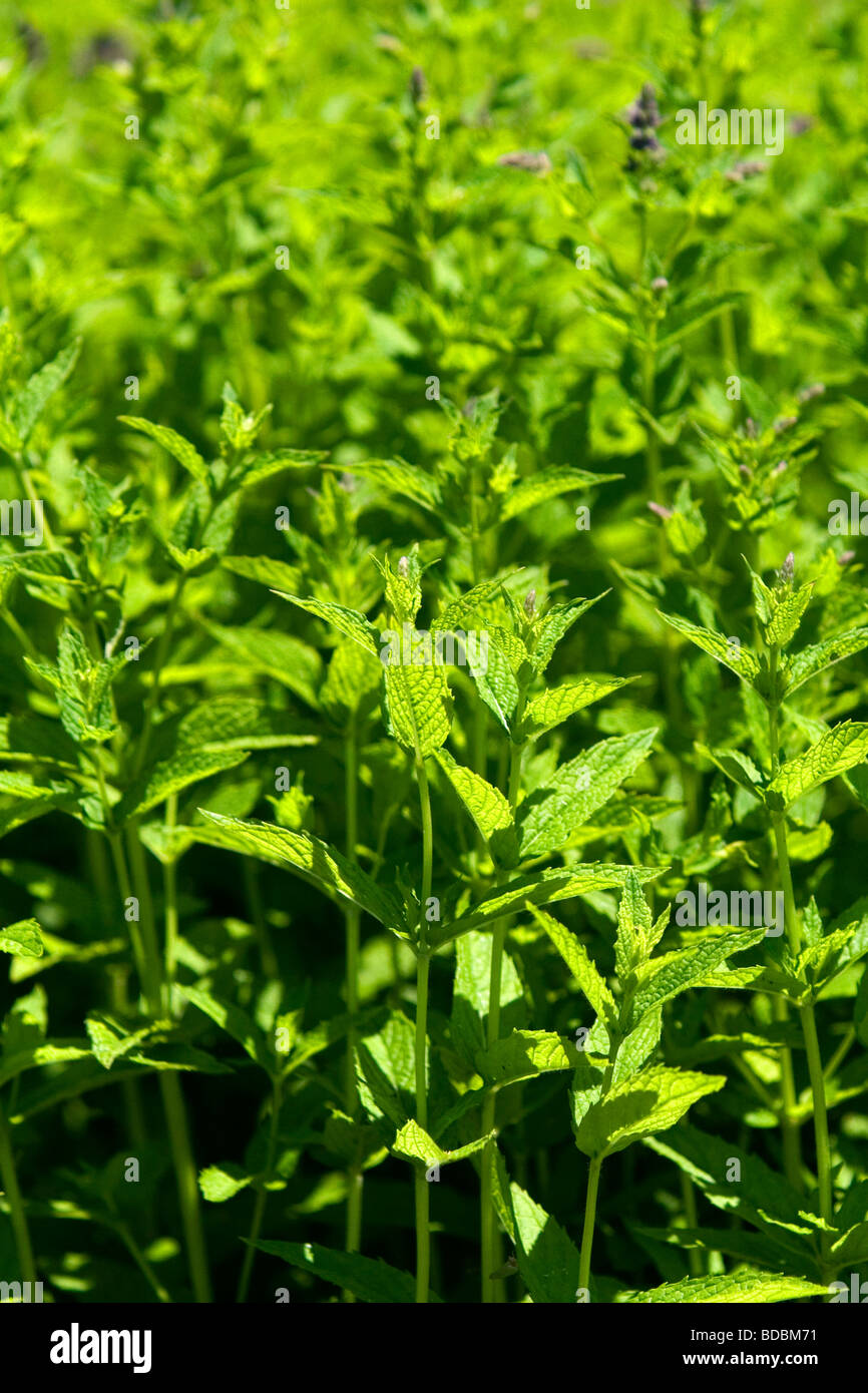 Mint crop in Canyon County Idaho USA Stock Photo