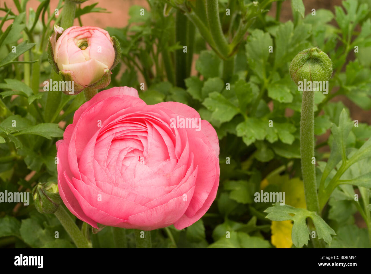 Ranunculus sp, Pink ranuncolo,  Ranuncolaceae Stock Photo