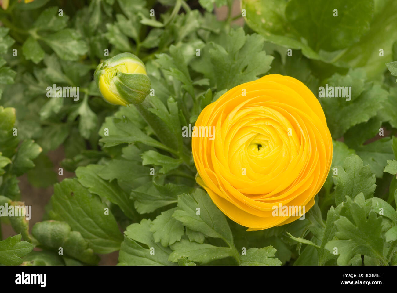 Ranunculus sp, "Island Sunset", Ranuncolaceae Stock Photo