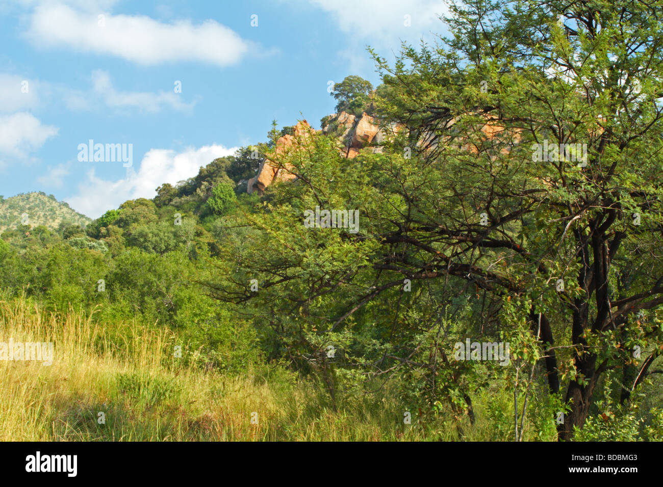 Pilanesberg Game Reserve, Northwest Province, South Africa Stock Photo