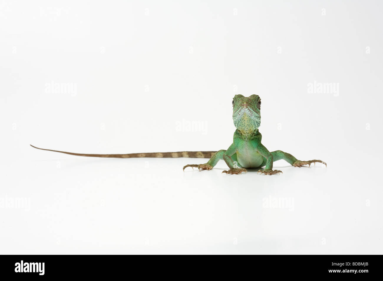 Thai Water Dragon SE Asia Stock Photo